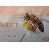 Torta Proteica DAPROBEE11 | Suplemento Cría de Abejas | Apicandi