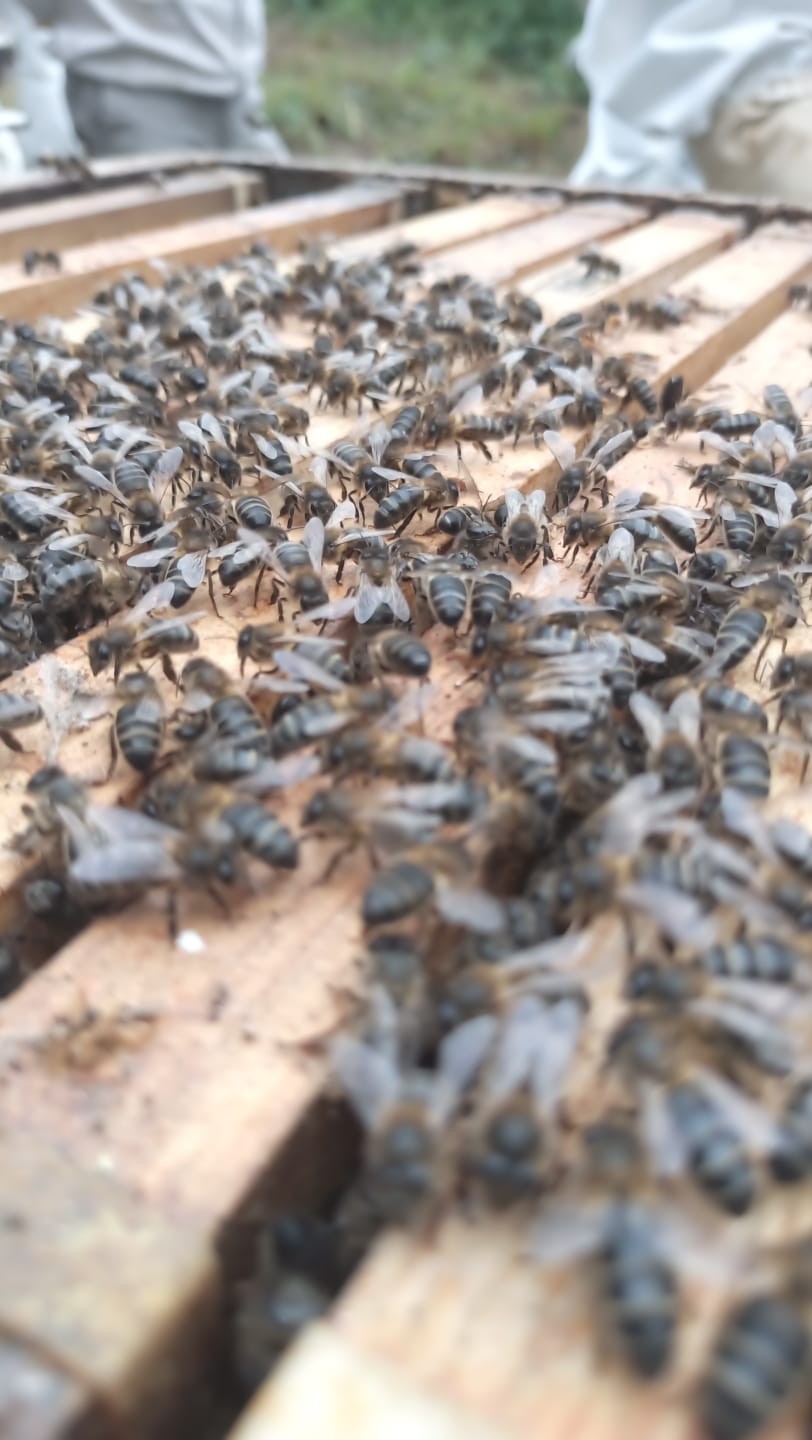 Tratamiento contra varroa en Galicia: calendario técnico y productos recomendados