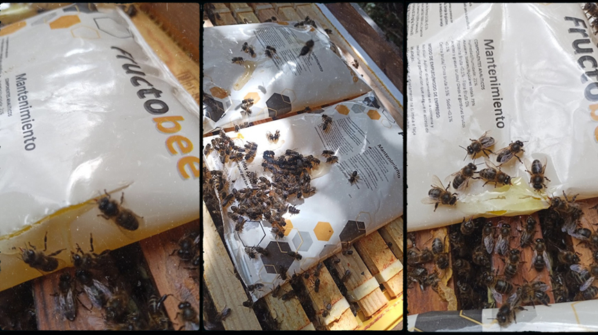 Alimentación otoñal — tipos, cantidades y errores comunes